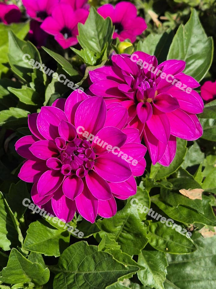 Purple Dahlia Flower